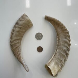 Sheep Horn S