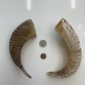Sheep Horn M