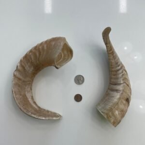 Sheep Horn L