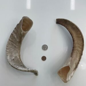 Sheep Horn XL