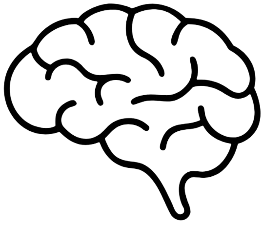 Brain Development